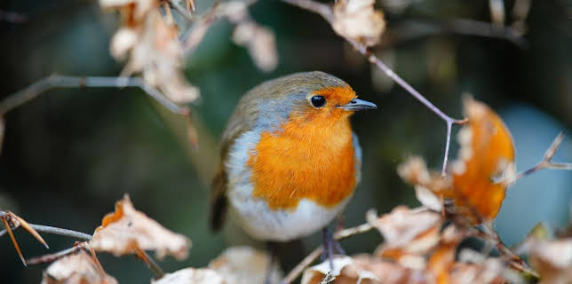 10:00: Schnittgut. Alles aus dem Garten | ARD Alpha | 1/16 2026