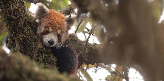 14:45: Wildes Indien (3/3) | 3SAT | 2/5 2026