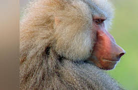 Wildlife Icons: The Hamadryas of Awash