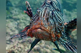 Arabian Seas: Carnivores of the Coral Garden