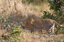 Wild Tube: Episode 2