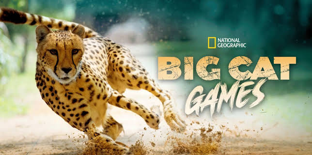Big Cat Games (2015)