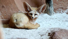 Giraffe, Erdmännchen & Co