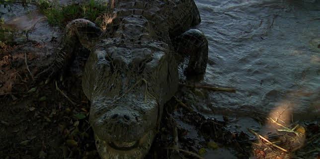 20:15: City Confidential - Verbrechen nebenan | Sat1 Gold | 12/15 2025