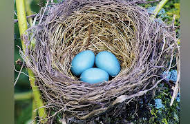Zoology: Understanding the Animal World: Form and Function: Bird Nests and Eggs