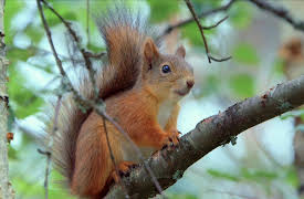 Wildest Europe: Episode 4