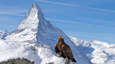 20:15: Wilde Alpen | RBB Fernsehen | 6/14 2026