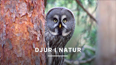 17:00: Djur i natur | Kunskapskanalen | 3/31 2026