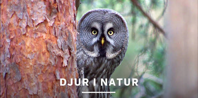 17:00: Djur i natur | Kunskapskanalen | 11/11 2025