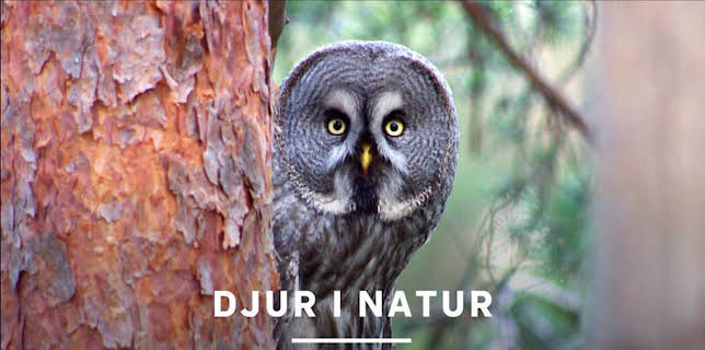 Djur i natur