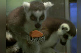 Animal Airport: Episode 10