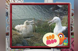 Animal All Stars: Winged Wonders