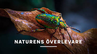 21:00: Naturens överlevare | Kunskapskanalen | 9/12 2026