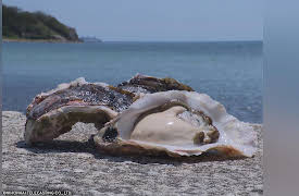 Let's Pack Up and Relocate: Okl-island 4 (Shimane)