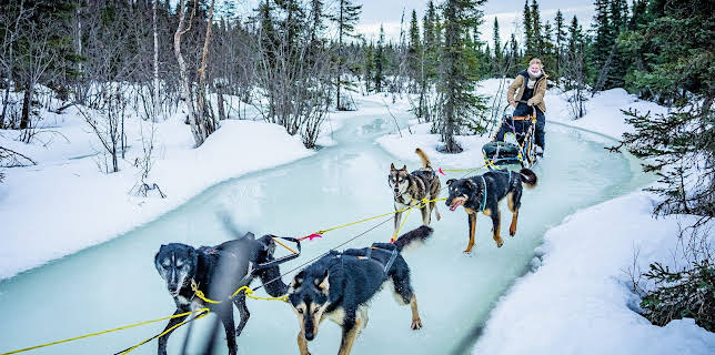 13:25: Drømmen om Alaska: Hund på villspor | NRK 1 | 1/24 2026