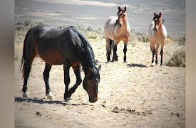 Mustangs - Living Legends: Coming To Europe