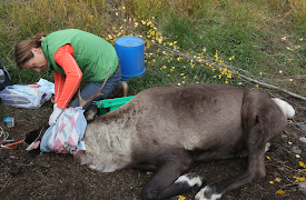 Dr. Oakley: Veterinären i Yukon: Episode 3
