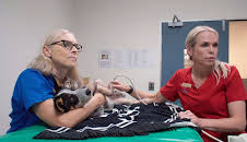 Australiens Tierrettung - Einsatz am Bondi Beach