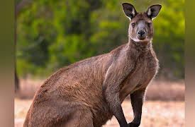 Animal Empires: Sanctuary