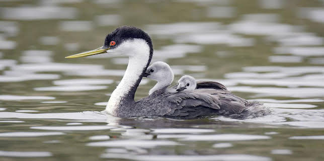 18:36: San Diego, Amerikas wilde Oase | Arte | 11/28 2025