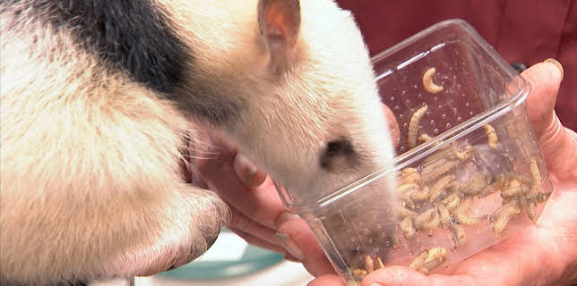 11:15: Giraffe, Erdmännchen & Co. (66) | RBB Fernsehen | 2/10 2026