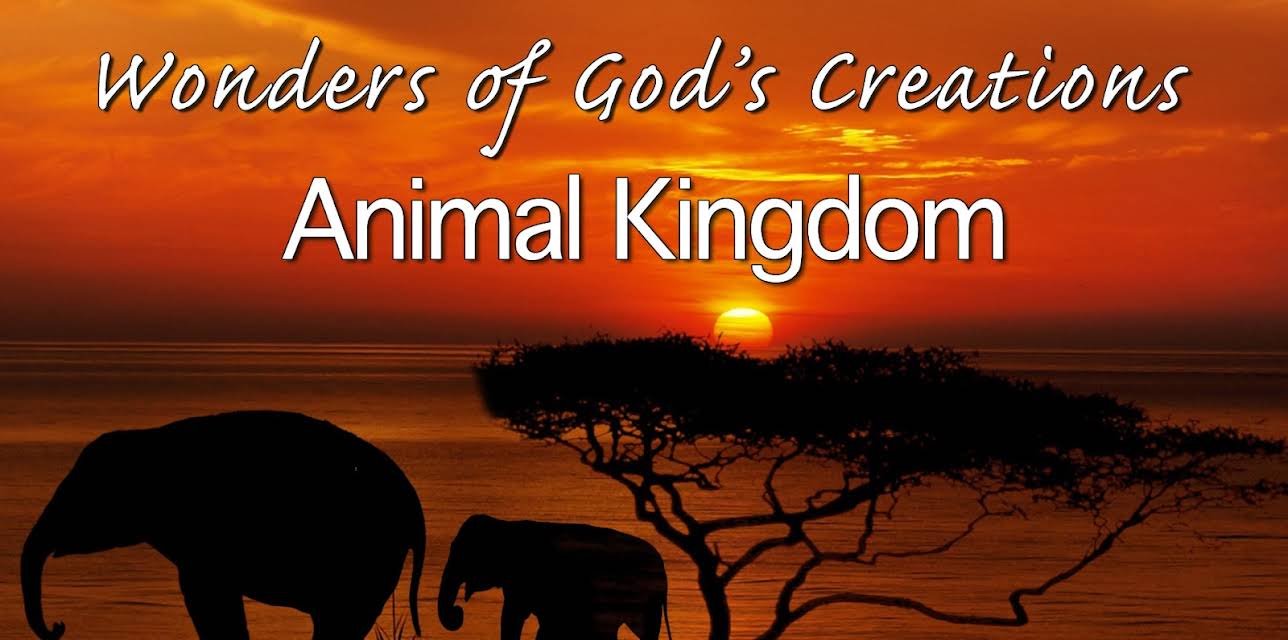 Wonders of God's Creations: Animal Kingdom