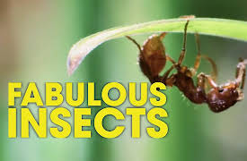 Fabulous Insects: Ants