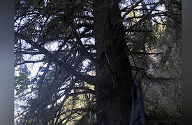 Alone Season 1: The Freeze