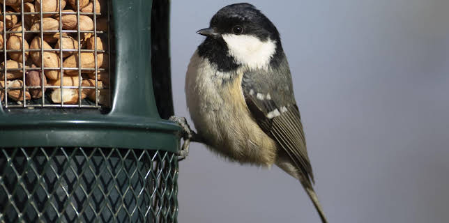 15:30: Schnittgut. Alles aus dem Garten | BR Fernsehen | 1/26 2026