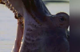 Animal Face Off: Season 1: Hippo vs. Bull Shark
