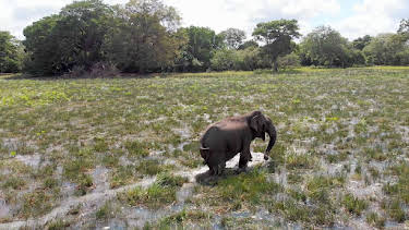 08:00: Naturkatastrophen: Wie Tiere und Pflanzen überleben | Arte | 3/29 2026