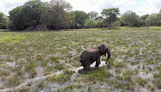 Naturkatastrophen: Wie Tiere und Pflanzen überleben