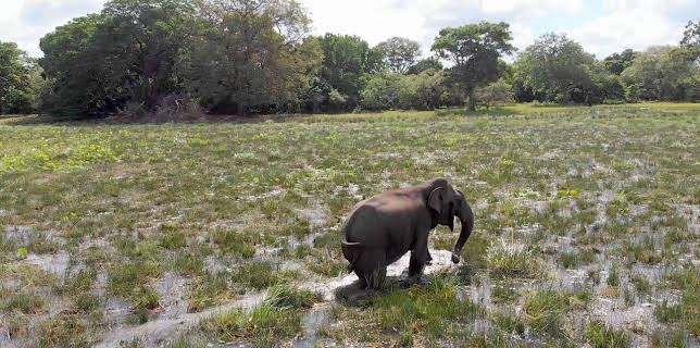10:15: Naturkatastrophen: Wie Tiere und Pflanzen überleben | Arte | 3/9 2026