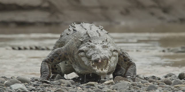 20:00: Monster Croc Invasion | Animal Planet | 5/12 2025