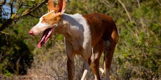 22:10: Podencos ibicencos al sol | Caza y Pesca | 12/28 2025