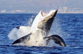 A New History of Life: The Evolution of Jaws