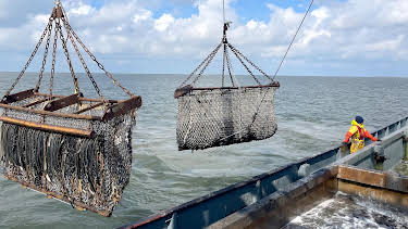 15:30: Die Nordreportage: Der Muschelfischer | Radio Bremen | 8/22 2026