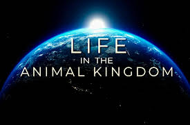 Life in the Animal Kingdom: Episode 1 - Royalty