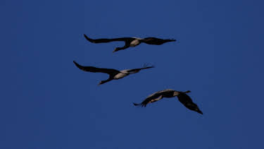 10:50: Abenteuer Wildnis | BR Fernsehen | 4/2 2026