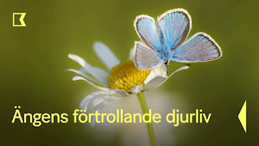 21:00: Ängens förtrollande djurliv | Kunskapskanalen | 5/16 2026