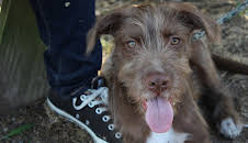 Pet Nation Renovation (S1 E1)