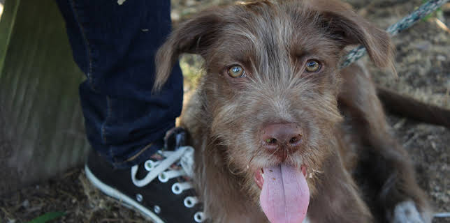 4:00 PM: Pet Nation Renovation (S1 E1) (S1) | Animal Planet | 11/28 2025