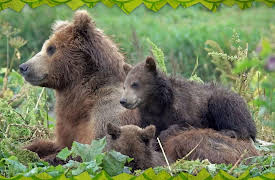 Awesome Animals and Mini Me: Season 1: Bear