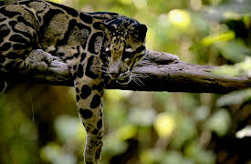 Wild Cats (Season 1): Asia