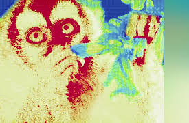 Night Season 1: Night Monkeys