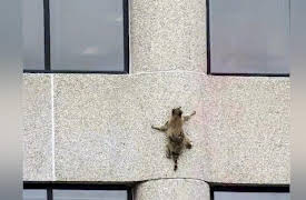 Nature's Strangest Mysteries: Solved Season 1: Skyscraper Raccoon