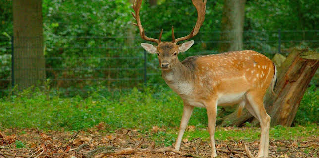 20:15: 30 Orte, die Reinickendorf besonders machen | RBB Fernsehen | 11/21 2025