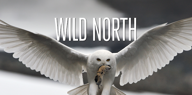 Wild North