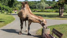 Tierärztin Dr. Mertens (63)