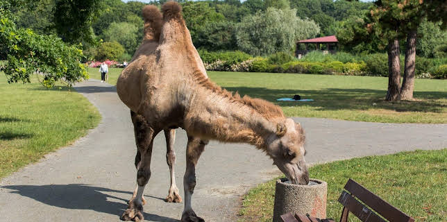 10:20: Tierärztin Dr. Mertens (63) | MDR Fernsehen | 1/31 2026